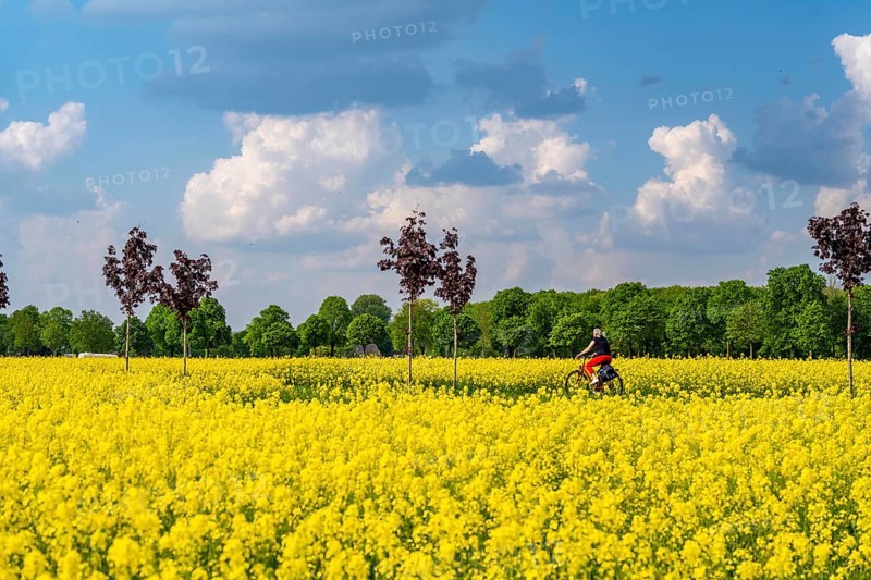 The avenue cycle path between Xanten and Marienbaum, Kalkar, on the Lower Rhine, former railway line, now part of a cycle path network, spring, rape field in bloom, Xanten, North Rhine-Westphalia, Germany, Europe