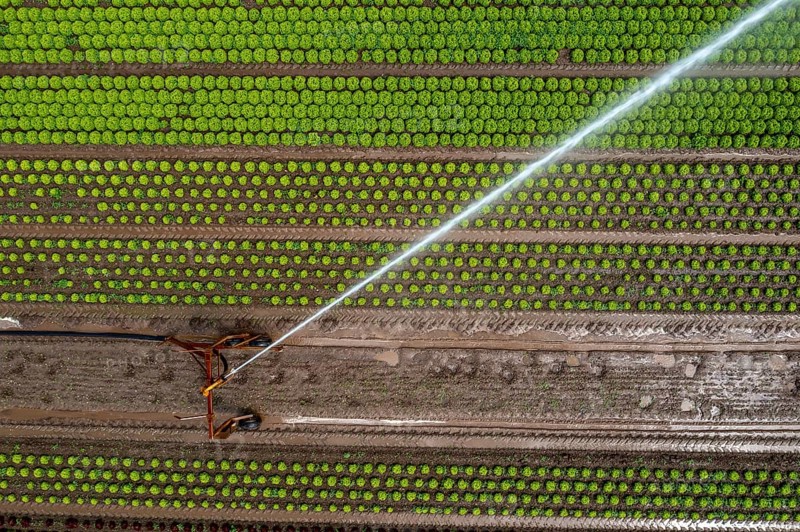 A field is artificially irrigated, water is sprayed onto the field via an irrigation system, field with different lettuce plants, in different stages of growth, North Rhine-Westphalia, Germany, Europe