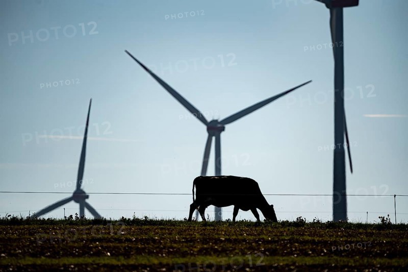 Cows on a pasture, wind farm near Bad Wünneberg, East Westphalia Lippe, North Rhine-Westphalia, Germany, Europe