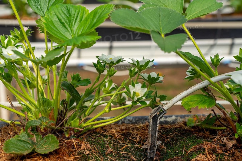 Strawberry cultivation in a greenhouse, young strawberry plants grow up, are individually watered and supplied with nutrients by drip irrigation, they grow in a substrate culture in raised beds, near Dormagen, Rhineland, North Rhine-Westphalia, Germany, Europe