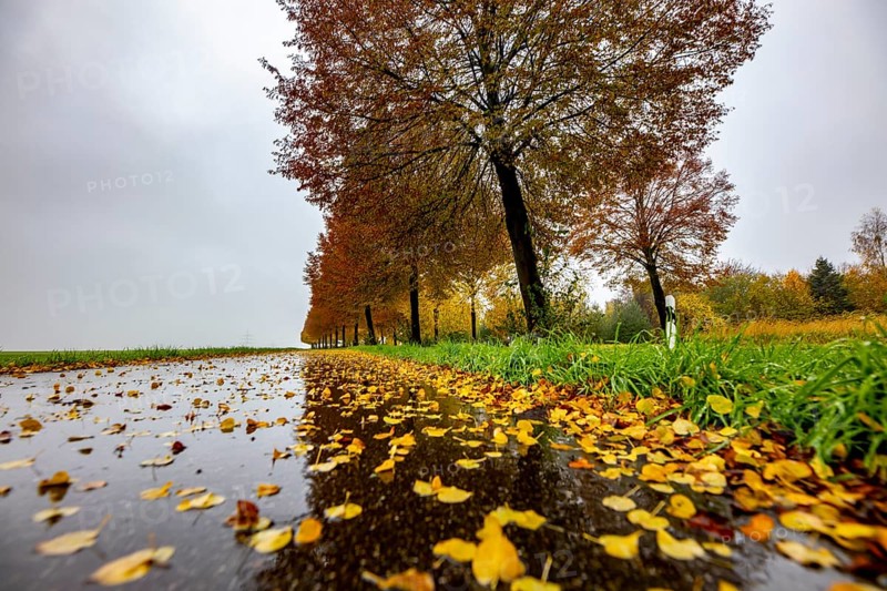 Country road, autumn, fog, rainy weather, tree avenue, wet road, leaves