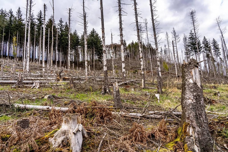 Dead spruce trees, broken by wind, lying in disarray, forest dieback in the Arnsberg Forest nature park Park, over 70 per cent of the spruce trees are diseased, damaged, mostly by the bark beetle, which was able to spread due to drought and heat, climate change, near Hirschberg, North Rhine-Westphalia, Germany, Europe