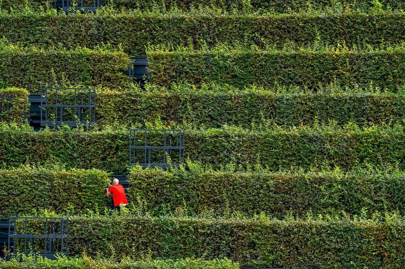 Green façade, made of over 30, 000 hornbeams forming a hedge a good 8 kilometres long, on the roof and façade of the Kö-Bogen-2 building, technician, gardener working on the façade, largest green façade in Europe, Düsseldorf North Rhine-Westphalia, Germany, Europe