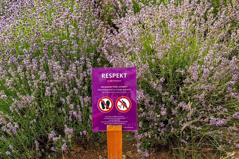 Lavender fields in East Westphalia Lippe, OWL, near the village of Fromhausen, near Detmold, the company Taoasis has been planting organic lavender since 2017 for the production of fragrances, the fields attract many thousands of visitors in summer, North Rhine-Westphalia, Germany, Europe