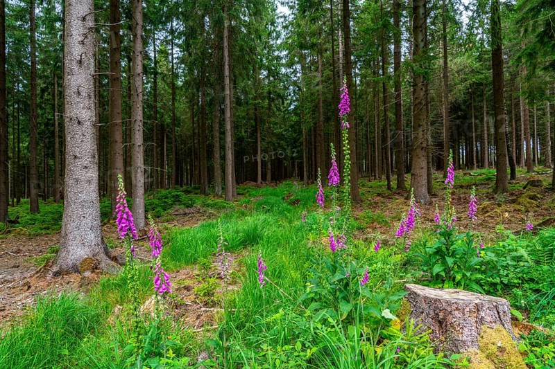 Struffelt nature reserve, forest near Roetgen-Rott, Common foxglove, Eifel, North Rhine-Westphalia, Germany, Europe