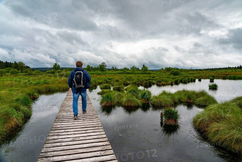 The High Fens, Brackvenn, raised bog, wooden plank hiking trail, in Wallonia, Belgium, on the border with Germany, Europe