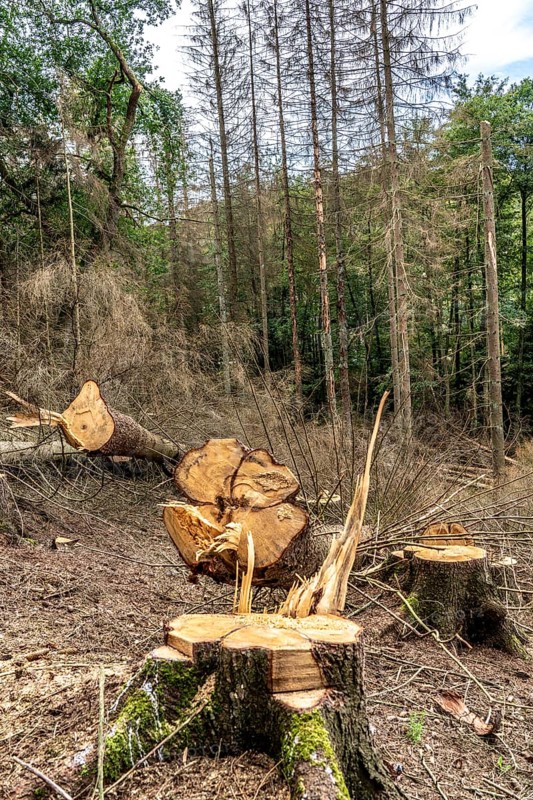 Forest dieback in Arnsberg Forest, northern Sauerland, dead spruce trees, partly cleared forest, felled deadwood, North Rhine-Westphalia, Germany, Europe