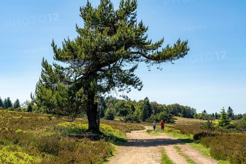 Niedersfelder Bergheide, high heath, Neuer Hagen nature reserve, landscape on the Langenberg, near Niedersfeld, in the Hochsauerland district, highest mountain in North Rhine-Westphalia, Germany, Europe
