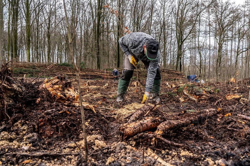 Reforestation in the Arnsberg Forest near Rüthen-Nettelstädt, Soest district, forestry workers plant young oak trees, 2 years old, in previously drilled holes, on the site of a spruce forest that had died and been felled due to heavy bark beetle infestation, North Rhine-Westphalia, Germany, Europe