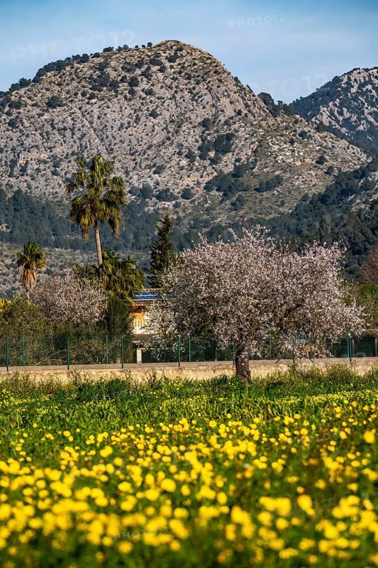 Almond blossom on Majorca, from January to March many hundreds of thousands of almond trees blossom on the Balearic island, Majorca, Spain, Europe