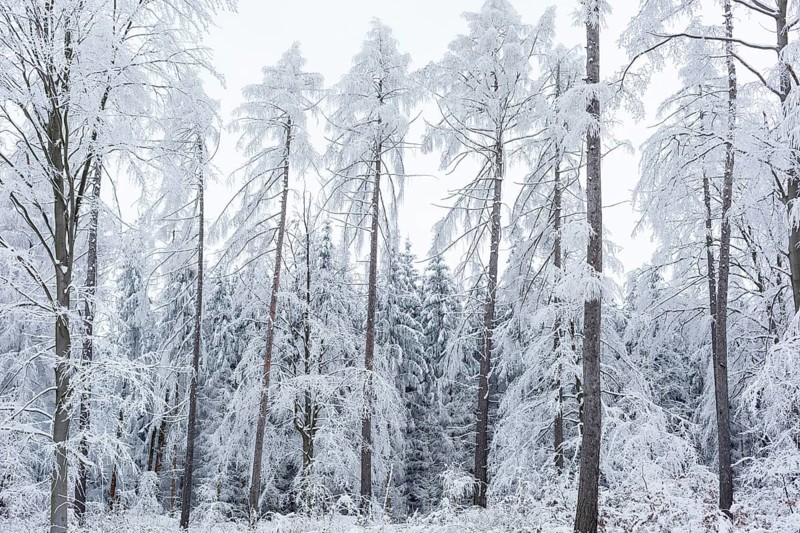 Very sparse forest due to tree dieback, winter landscape at Czorneboh, Upper Lusatia, Saxony, Germany, Europe