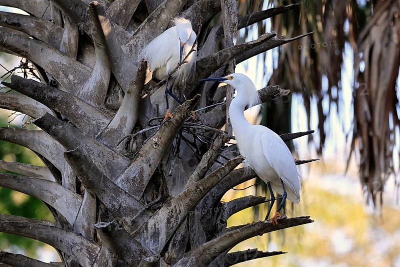 Great Egret (Egretta thula), adult, pair, in breeding plumage, during breeding season, nest building, St. Augustine, Florida, North America, USA, North America