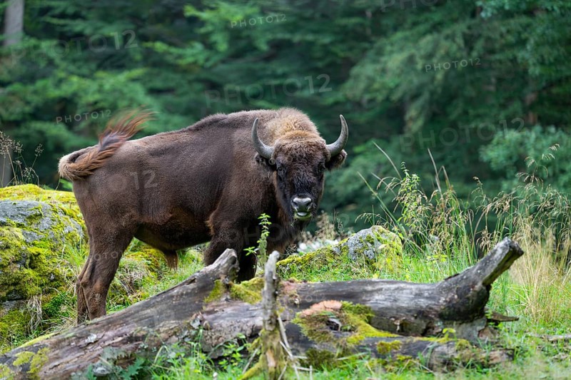 Wisent (Bison bonasus) bull in near-natural habitat, eats grass, captive, Germany, Europe