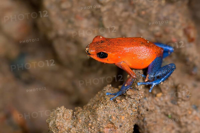 Strawberry poison-dart frog or blue jeans poison frog (Oophaga pumilio), Costa Rica, Central America