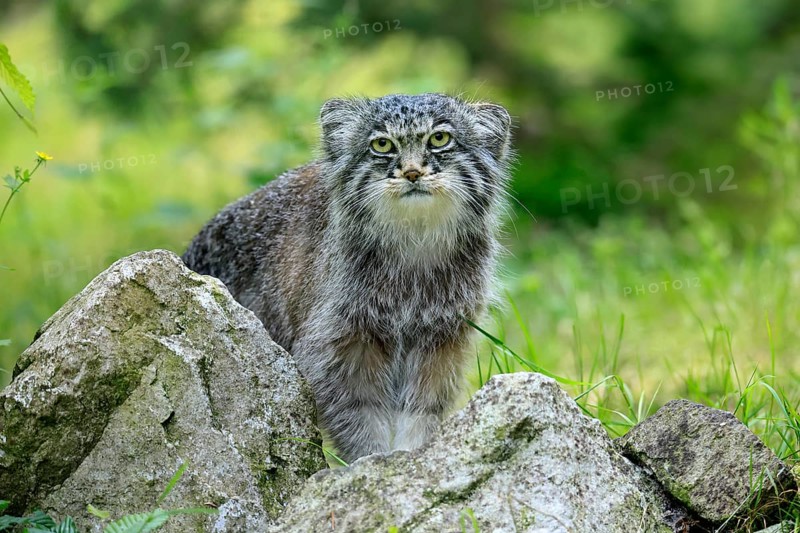 Manul (Otocolobus manul), Pallas's cat, adult, alert