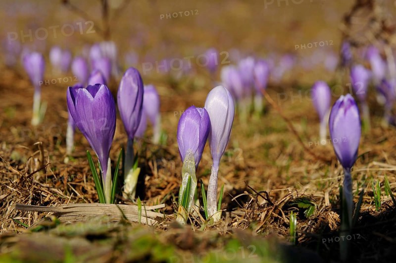 Purple crocuses on natural ground in a spring landscape, lily of the valley (Convallaria majalis), Bavaria