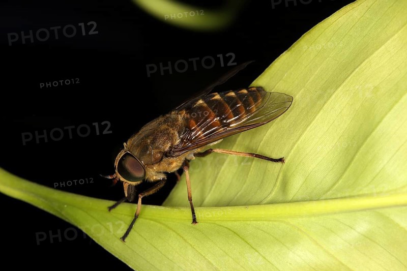 Tabanus sudeticus, Horsefly, Dark Giant Horse-fly