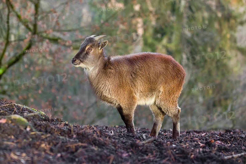 A female Himalayan Tahr (Hemitragus jemlahicus) stands on a forest edge. In the background is a dense forest