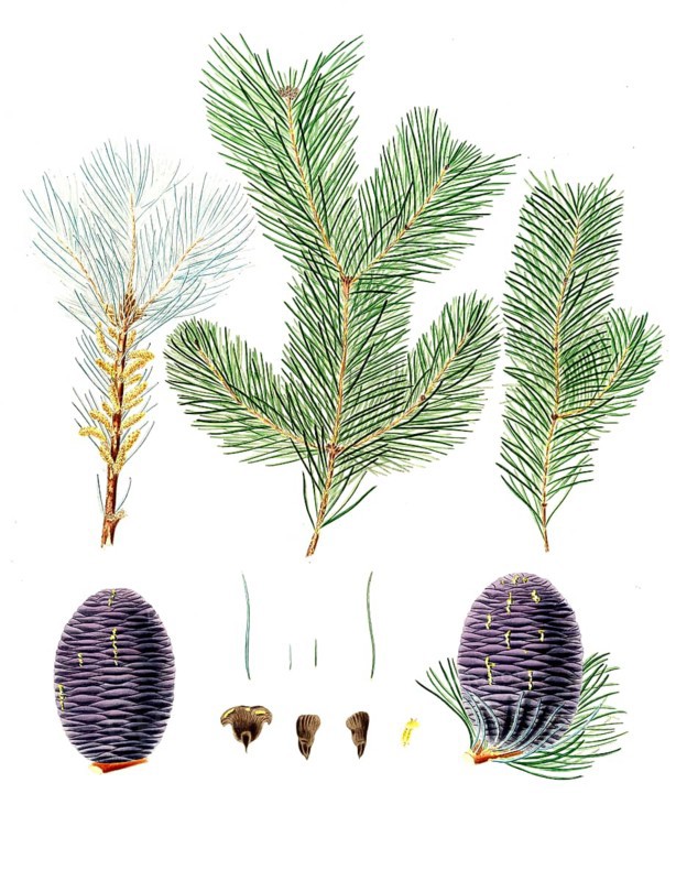 Pindrow fir, Abies pindrow, Pinus pindrow, Tooth-leaved fir, pindrow fir, West Himalayan fir, tree, digitally enhanced reproduction of an original by Aylmer Bourke Lambert (1761 - 1842), English botanist, published around 1810