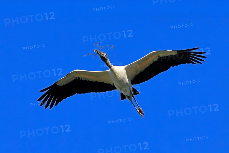 Wood stork (Mycteria americana), adult, flying, nesting material, St. Augustine, Florida, USA, North America