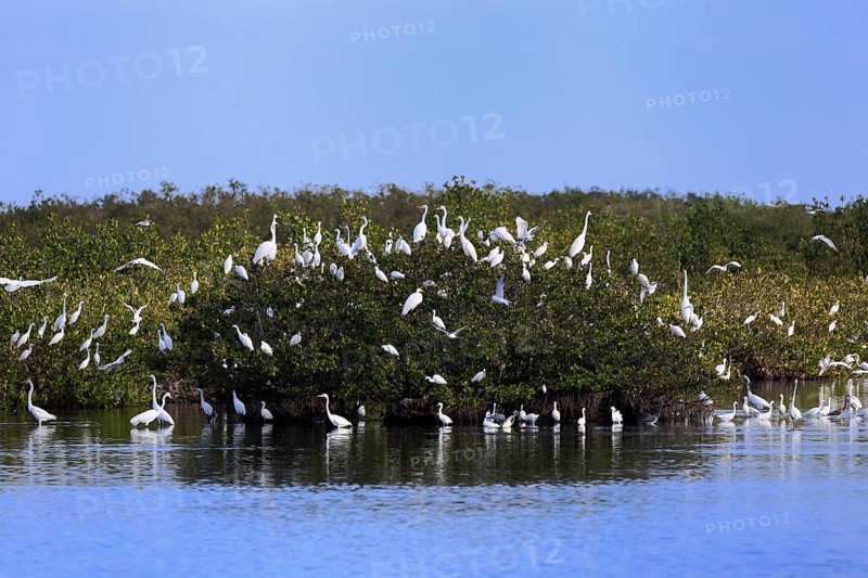 Merritt Island National Wildlife Refuge, Black Point Wildlife Drive, bird colony, breeding site, heron colony, nesting site, Brevard County, Florida, USA, North America