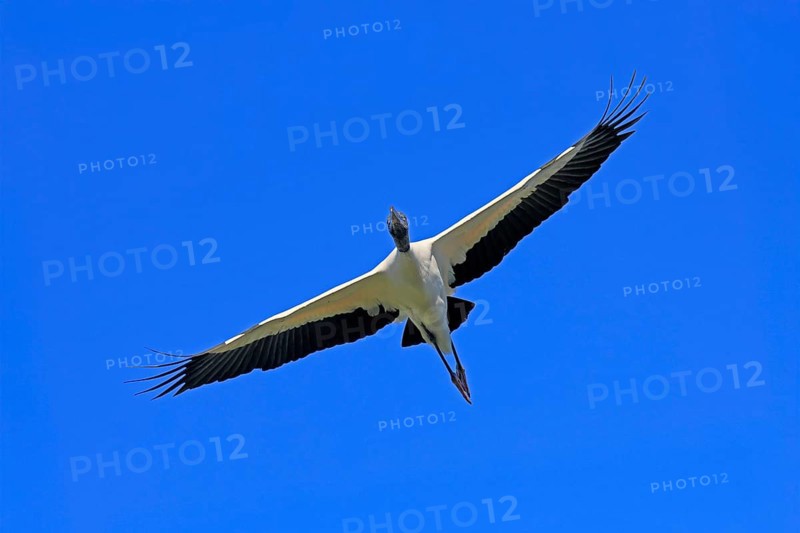Wood stork (Mycteria americana), adult, flying, St. Augustine, Florida, USA, North America