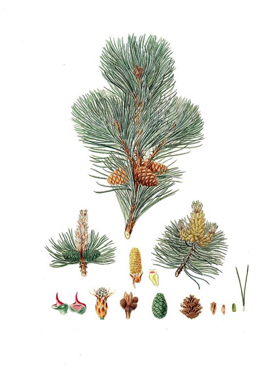 Creeping Pine, Dwarf Pine, Knee Pine, Cripple Pine, Pinus pumilio, The mugho, or Mountain pine, tree, digitally enhanced reproduction of an original by Aylmer Bourke Lambert (1761 - 1842), English botanist, published around 1810