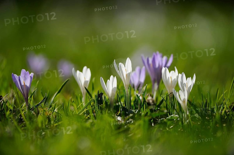 Purple and white crocuses with blurred background in the grass, lily of the valley (Convallaria majalis), Bavaria