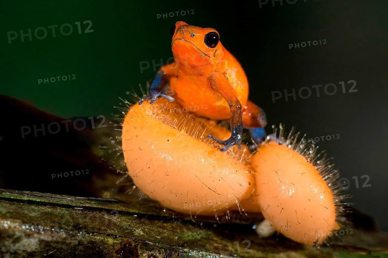 Strawberry poison-dart frog or blue jeans poison frog (Oophaga pumilio), Costa Rica, Central America