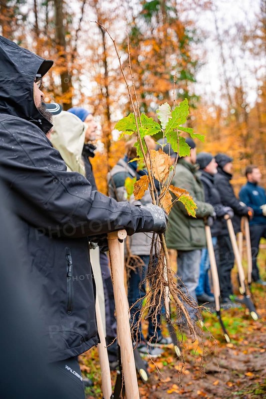 People holding seedlings in autumn forest ready for planting, tree planting campaign, Waldbike Calw, district of Calw, Black Forest, Germany, Europe