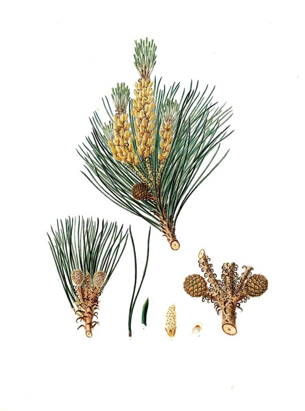 Pinus pinea, Italian stone pine, Mediterranean stone pine, umbrella pine and parasol pine, tree, digitally enhanced reproduction of an original by Aylmer Bourke Lambert (1761 - 1842), English botanist, published around 1810