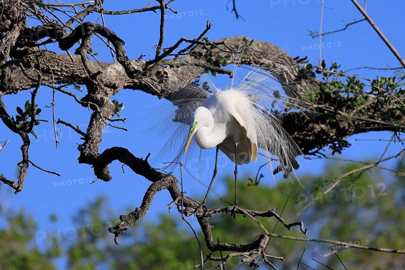 Great Egret (Ardea alba), adult, mating, breeding plumage, decorative feathers, in perch, St. Augustine, Florida, USA, North America