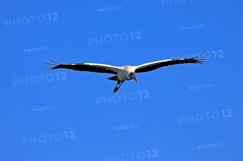 Wood stork (Mycteria americana), adult, flying, St. Augustine, Florida, USA, North America