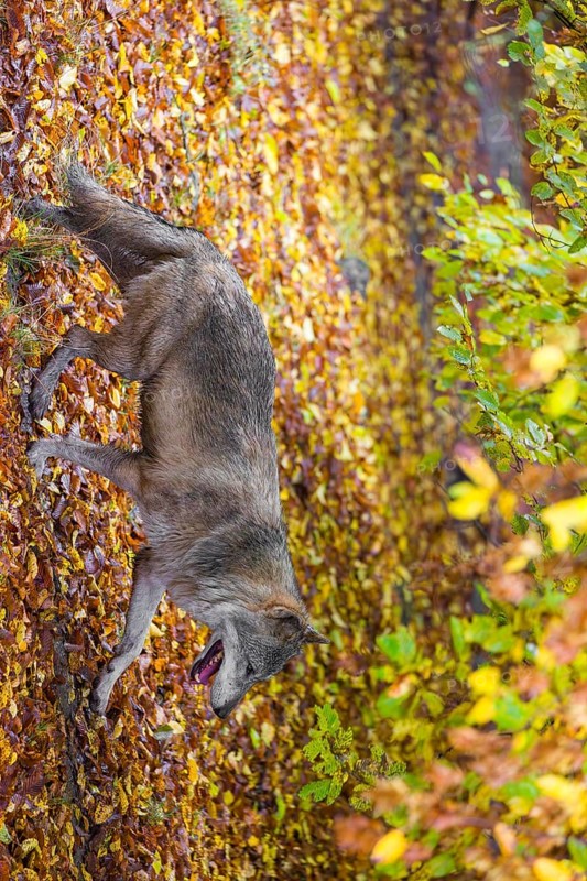 A eurasian gray wolf (Canis lupus lupus) runs along a forest edge. Colorful fall foliage is all around