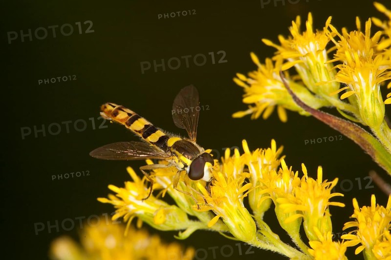 Grove Hoverfly, Episyrphus balteatus, Marmalade Hoverfly