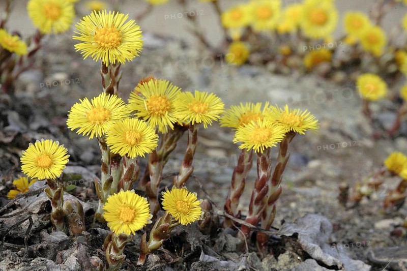 Coltsfoot, Tussilago farfara, Horsefoot
