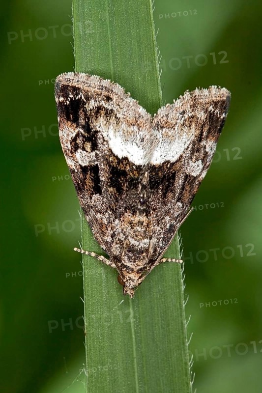 Protodeltote pygarga, Forest Grass Moth Owl