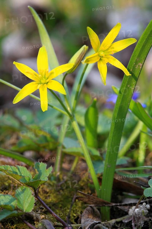 Forest yellow star, Gagea lutea