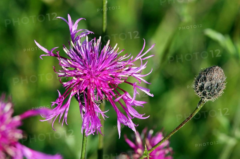 Centaurea scabiosa ssp. alpestris, Scabiosa knapweed