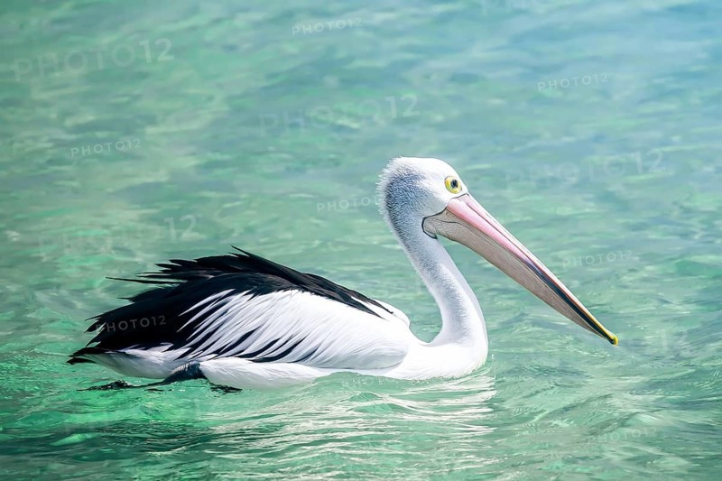 An image of a nice pelican in the australian sea