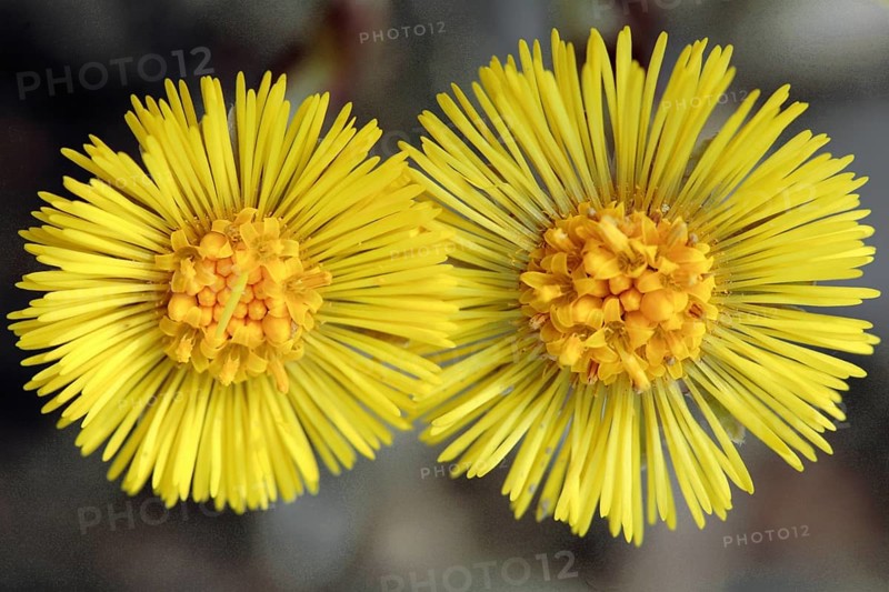 Coltsfoot, Tussilago farfara, Horsefoot