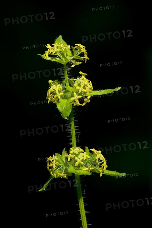 Cruciata laevipes, crosswort, crosswort