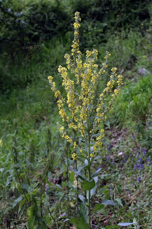 Moth mullein, Verbascum lychnitis, White Mullein