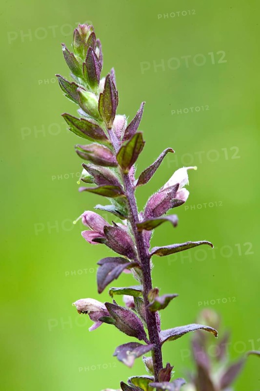 Odontites vulgaris, Red Bartsia, Red Bartsia