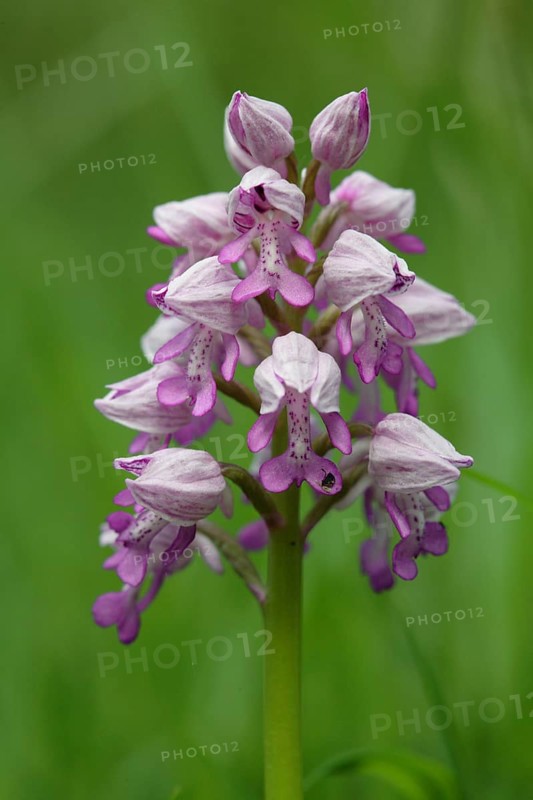 Orchid, Orchis militaris