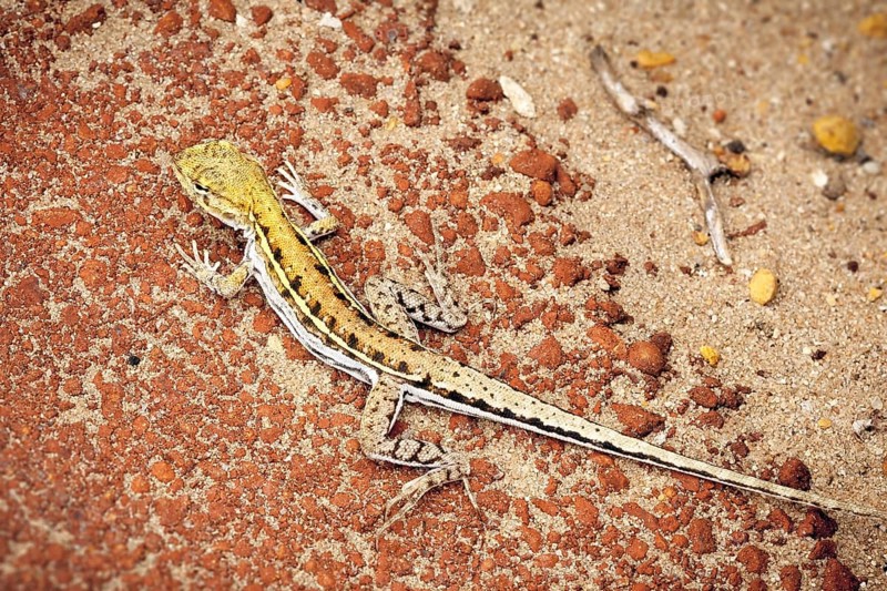 An image of a small lizard in Australia
