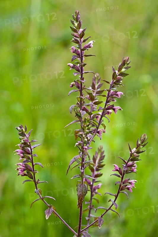 Odontites vulgaris, Red Bartsia, Red Bartsia