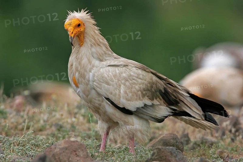 Egyptian vulture (Neophron percnopterus), Rhodope Mountains, Bulgaria, Europe