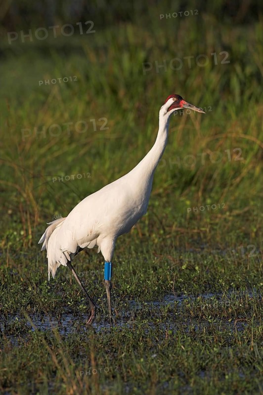 Whooping crane (Grus americana), Joe Overstreet Landing, Osceola County, Florida, USA, North America