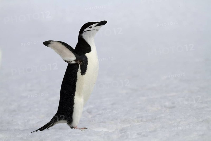 Chinstrap penguin in the snow in Antarctica, (Pygoscelis antarktika), Antarctica